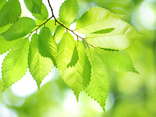 新緑のケヤキの葉