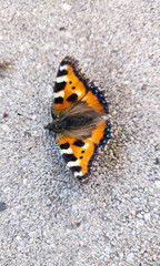 butterfly sits on a cement floor