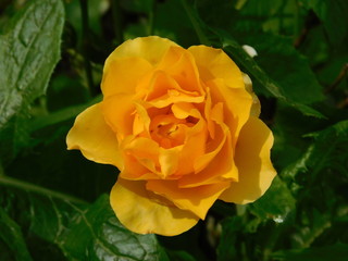 yellow rose in garden