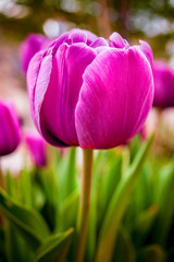 Close up of a tulip in springtime