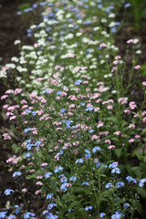 Fototapeta premium Forget-me-not flower (Myosotis scorpioides) - delicate pink, blue, white flower blooms in the spring garden. Background
