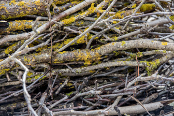 Branches covered with moss and snow.Blurred Background