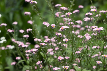 Forget-me-not flower (Myosotis scorpioides) - delicate pink flower blooms in the spring garden. Background