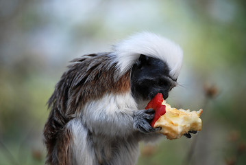 Ein Affe frisst einen Apfel