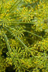 Close-up of blooming dill. Background with dill. Dill on the garden, garden plant