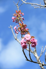 八重桜