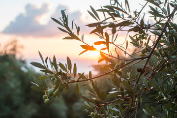 Olive trees on sunset - 349451586