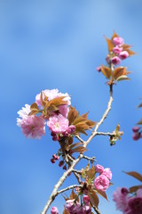 八重桜