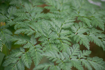 Hemlock plant, Conium maculatum, poisonous wild flower in the garden, outdoors