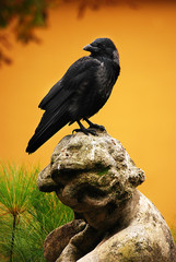 Schwarzer Rabe auf dem Kopf einer Skulptur