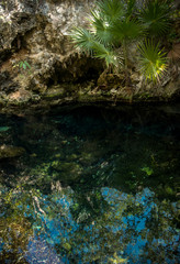 Cenote 