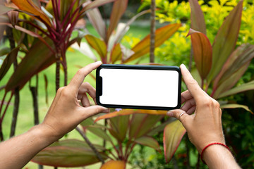 Smartphone screen in human hands on a background of tropical plants of green and red colors