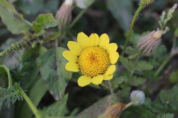 this beautiful flower i take it in my beautiful home