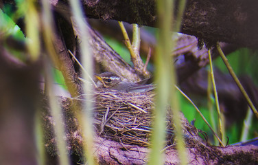 Thrush White-browed Turdus iliacus in nest. In spring, songbirds build nests and hatch chicks. Birdwatching natural background