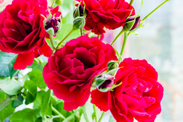 Bouquet of pink and red roses