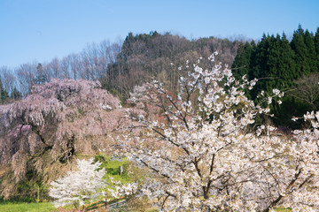 山里に桜咲く頃