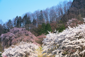 山里に桜咲く頃