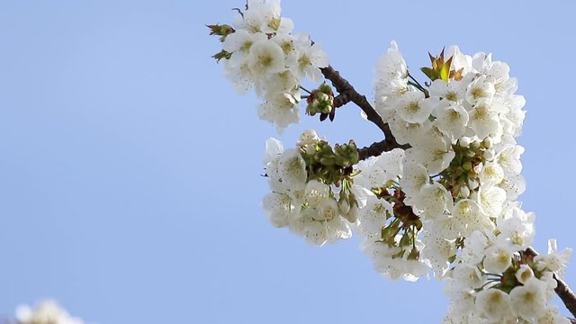 Beautiful a branch of sweet cherry (Prunus avium) with flowers