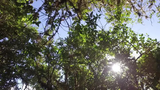 Low angle trees, sky and sunlight. Inca trail, Cusco, Peru
