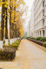 path in autumn park