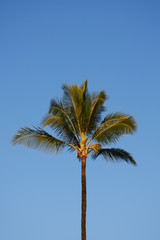 Fototapeta na wymiar Coconut tree palms with a bright blue background in Hawaii