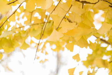 autumn leaves background