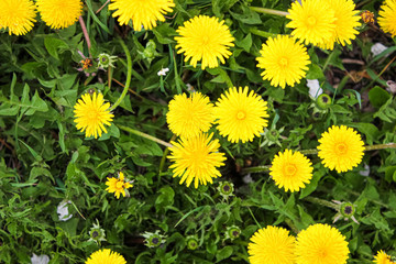 Yellow dandelions bloom in spring in may.