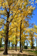 アフリカのレソトをドライブ中に立っちよった公園でみたイチョウの木