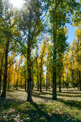 Naklejka premium アフリカのレソトをドライブ中に立っちよった公園でみたイチョウの木