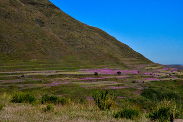 Lesotho王国をレンタカーで走った風景。壮大な山々と咲き乱れるコスモス、特徴的な農村部の家屋など見所が多い