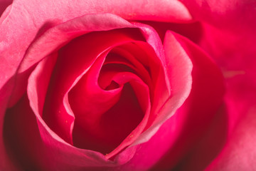 Fototapeta na wymiar Rose flower macro
