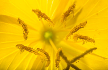 Flower blossom