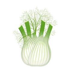 Fresh fennel with green leaves, healthy food, vegetables vector icon.