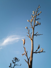 View of dry flax (harakeke) pod with seeds with blue sky in background