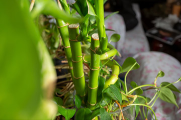 Obraz premium A view of an ornamental bamboo plant in a living room setting.