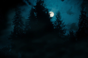 Fototapeta na wymiar Full moon over the spruce trees of magic mystery night spooky forest. Halloween backdrop.