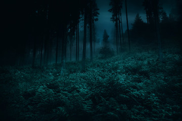 Mist in between a trees of magic mysterious night dark spruce spooky forest with ferns. Opulent vegetation on foreground. Halloween backdrop.