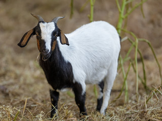 Goat grazing to help remove perennial grasses and weeds. San Mateo County, California, USA.
