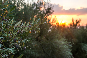 Olive trees on sunset