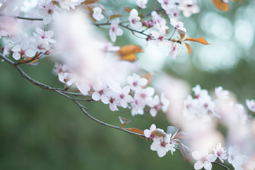 Sakura cherry blossom tree in pastel soft colors. Natural background