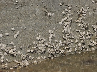 Concrete wall on the water of a harbor at low tide, shells have clung to the wall, their casings stick to the wall and wait for the flood