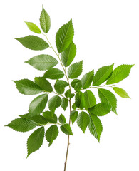 Elm green leaves with branch on stem isolated on white background