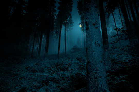 Full moon over the spruce trees of magic mysterious night forest. Halloween backdrop.