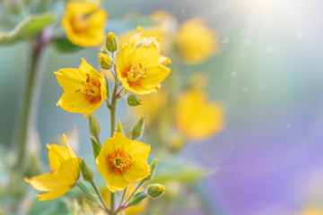 Fototapeta na wymiar Yellow bells flowers of Lysimachia punctata, dotted loosestrife, large yellow loosestrife or spotted loosestrife in summer close-up.