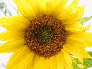 Fototapeta premium sunflower on a white