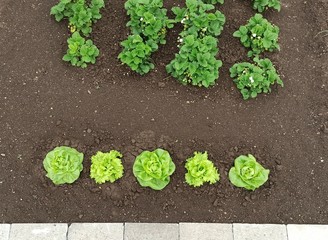 fresh green lettuce on field