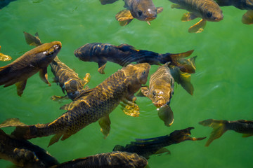 Fototapeta premium fish in a pond