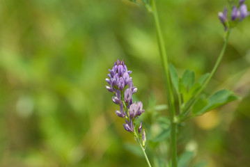 紫色した路傍に咲く野草のクローズアップ