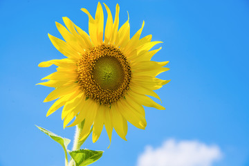 Close-up sunflowers in the field of sunflowers farm in sunny day with clear blue sky background.