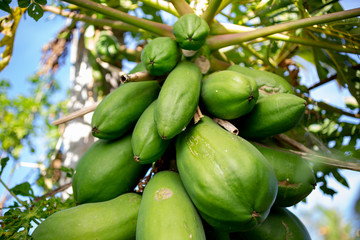 A view of several papaya fruit growing on a tree.
